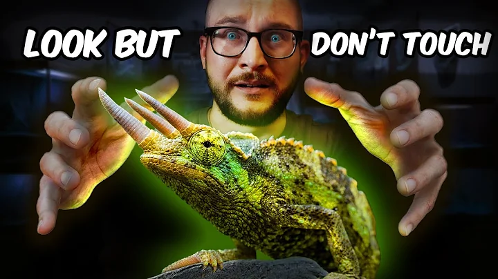 Top 5 Display Reptiles | You SHOULD NOT Touch These BEAUTIFUL Reptiles