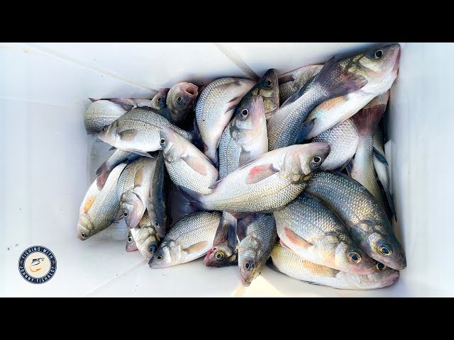 SECRETS For Catching LOADS Of White Perch!!! (SIMPLE and EASY