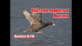 Охота на пернатых | Выпуск №118 (UKR)