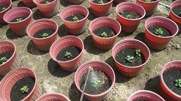 thuốc dưỡng giúp hoa cúc mâm xôi xanh lá khi gặp mưa nhiều