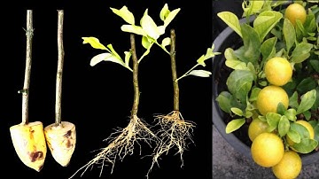 How To Propagate Lemon Tree from Cutting in banana with 100% Success results