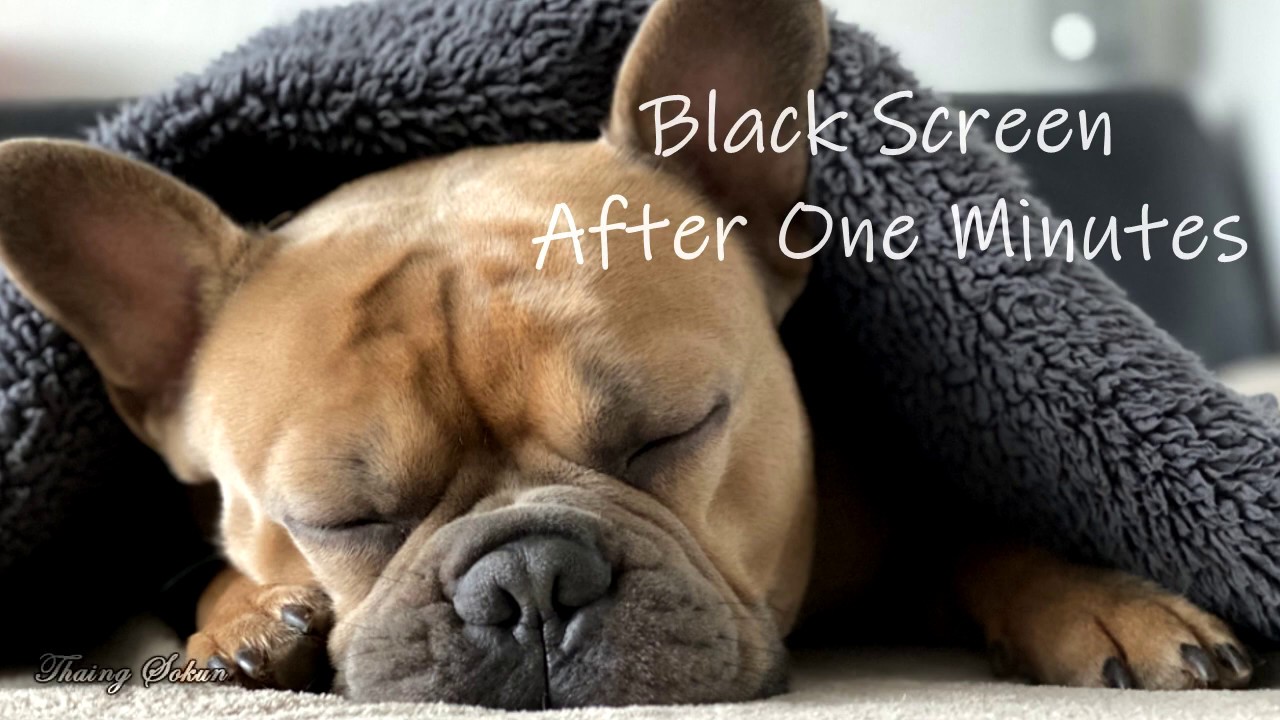 12 Hours, Relaxing Sounds, Dogs Sleeping Aid. YouTube