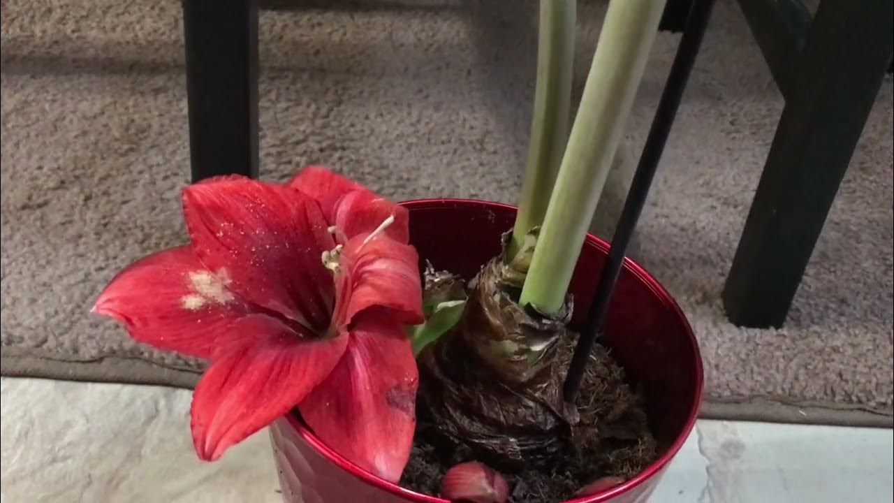 Amaryllis update whole plant fell over and the flower stalk broke and