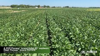A 2021 Pioneer® brand Enlist E3® soybean: Meet Pioneer® brand P41T07E™