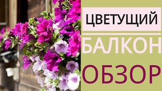 ЦВЕТУЩИЙ БАЛКОН 2020 // июнь месяц // обзор цветов