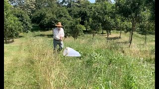 Sweep Net Demonstration in macadamia inter row