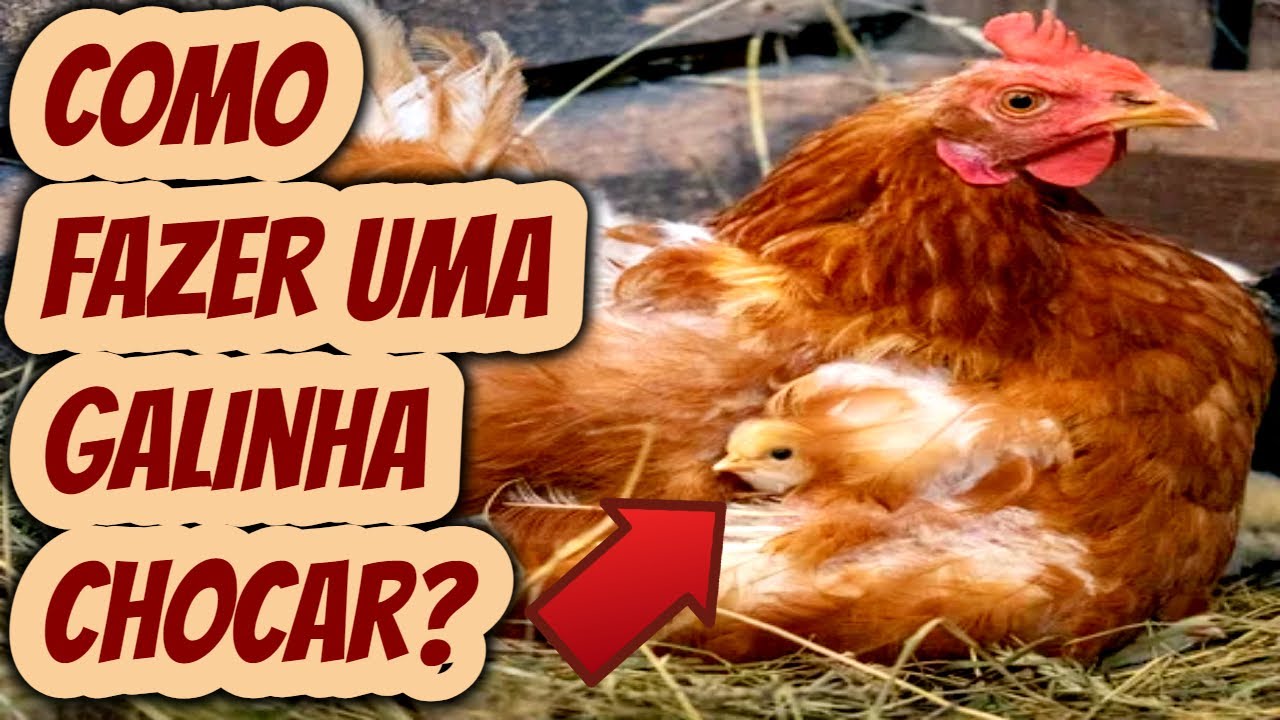 Como fazer uma galinha entrar no choco e chocar na hora certa e evitar ...