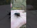 ウンチをするフンコロガシ