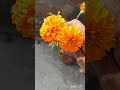 फूल और प्राकृतिक