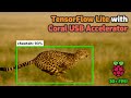 How to Use the Coral USB Accelerator with the Raspberry Pi - Increase TensorFlow Lite FPS!