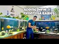 Adding 9 Frontosa Baby Fish 🐟 | Frontosa Growth Update + New Vieja Fish Update (Legend, Melanura)