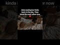 Testing #akitaworld #puppy #pets #dogmom #funny #mischievous #cat