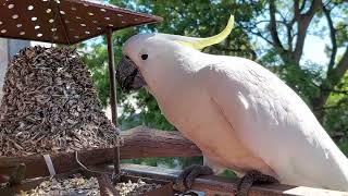 cockatoos