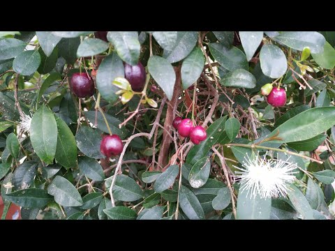 Video: Syzygium I Pondoland
