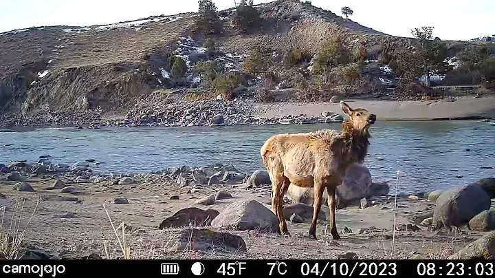 Into the Wild: Stunning Wildlife Footage Captured by Camojojo Trail Camera