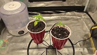 OG Kush/Sour Diesel 2024 Grow Mars Hydro TS1000 Seed Supreme Day 18/13