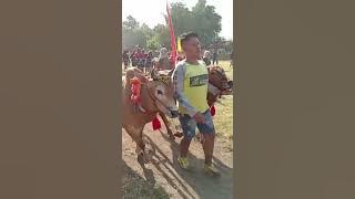 Karapan Sapi Jawa Jet Matic Dan Joker.