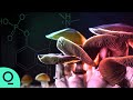 Psychedelics Are Fueling a Mental Health Revolution