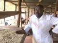 COFFEE PROCESSING IN KENYA