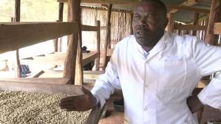 COFFEE PROCESSING IN KENYA