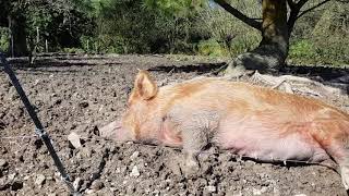 My old Sow in the Sun @neogovernment