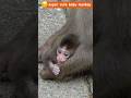 これぞ命の輝き。よちよち歩きの赤ちゃん猿に学ぶ、一歩踏み出す勇気 Japanese macaque baby monkey #ニホンザル #snowmonkey