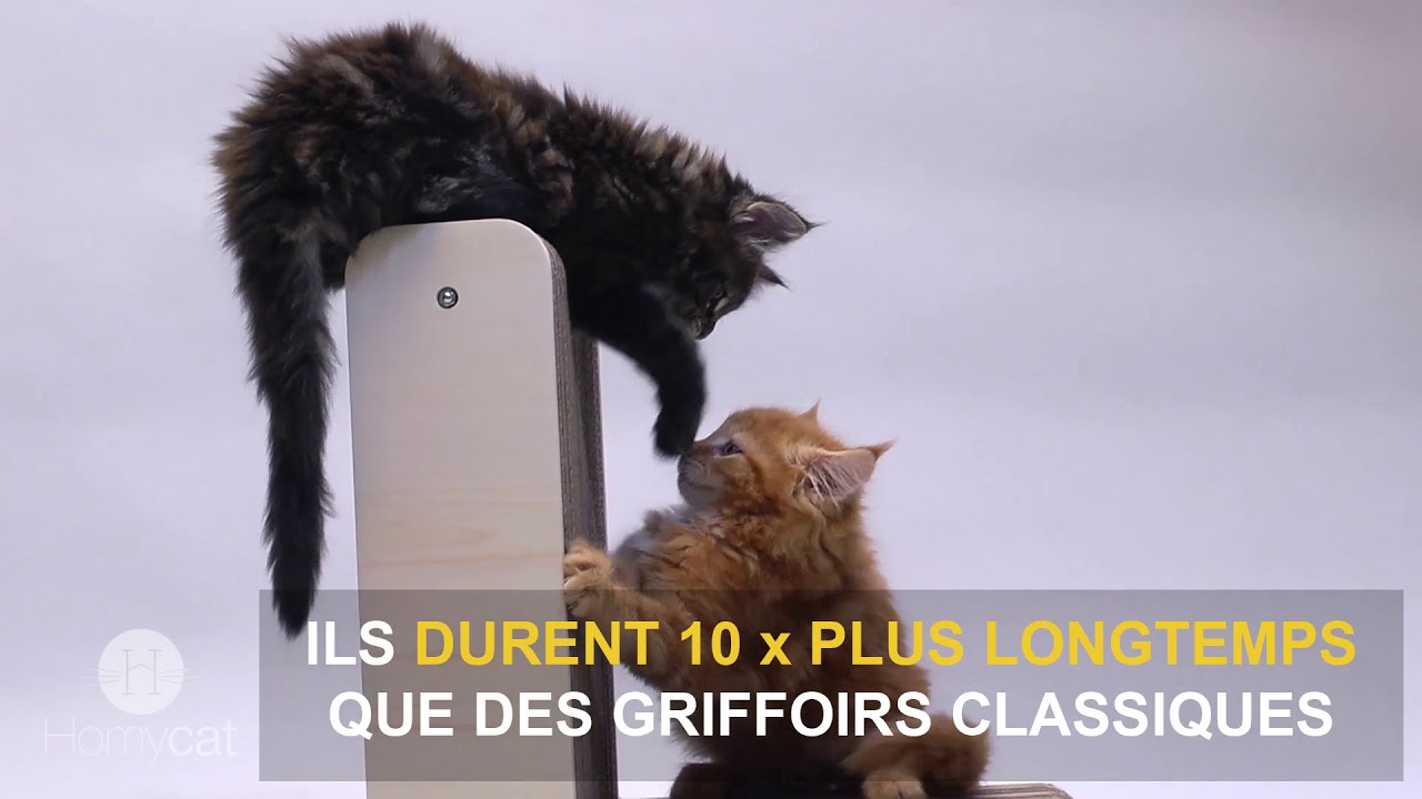 HOMYCAT - Des accessoires pour chats design