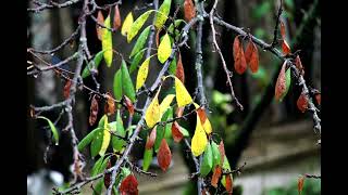 Archil Adamia - Rain And Leaves Relaxing Piano Music