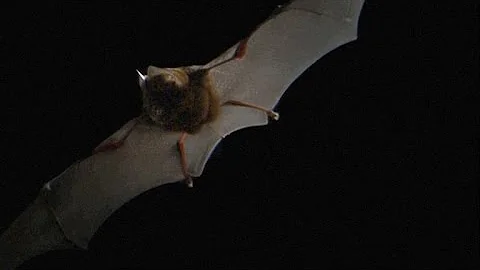 Here's What Bat Echolocation Sounds Like, Slowed Down - DayDayNews