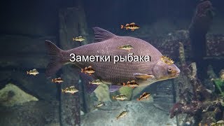 ЦАРЬ ЛЕЩЕЙ СО СВИТОЙ ОКУНЕЙ. Подводная съёмка и реакция рыбы.