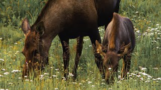 Native Report - Discovering the Moose