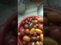 Томская обл. 22.09.23 г, борьба с урожаем!