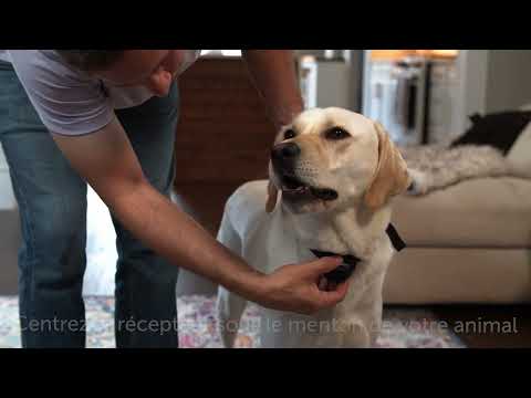 Vidéo: Types d'antibiotiques pour les infections des oreilles de chien