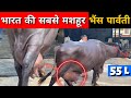 जिसकी दूर दूर तक चर्चा यही है वो पार्वती ✅👆|| India Most Popular Buffalo Parvati || Farming Leader