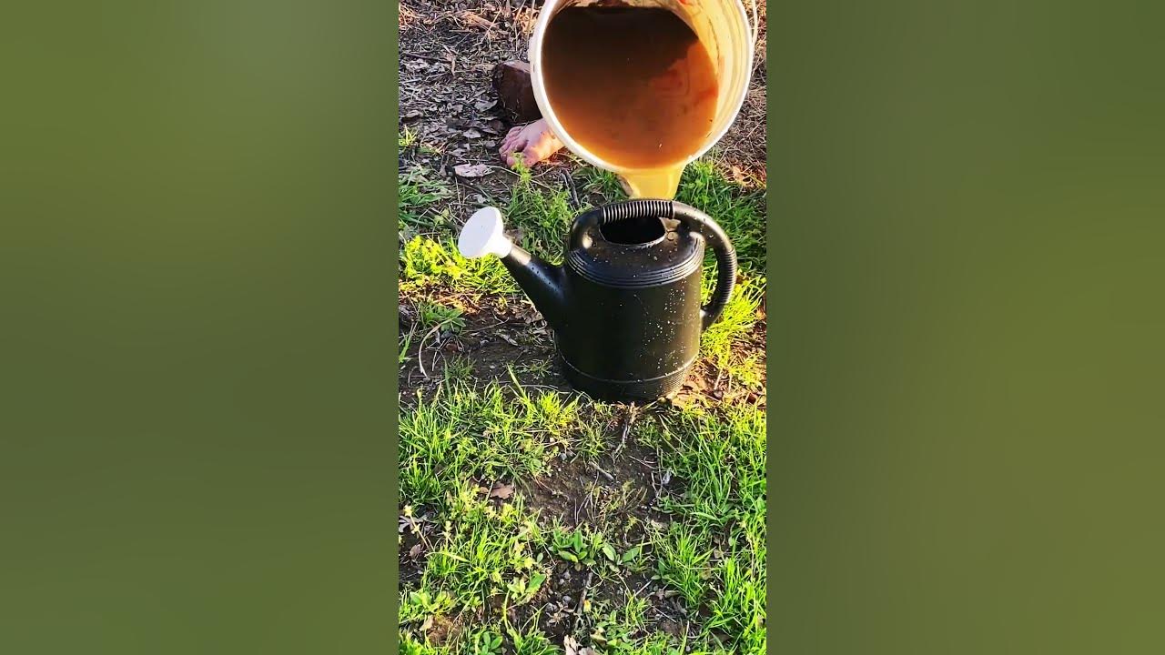 The best way to apply compost tea to your garden! YouTube