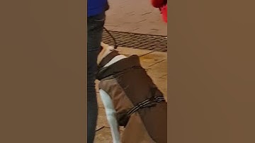 #SHORTS NGƯỜI ĐỨC MANG CHÓ ĐI THI, KHANH NGUYEN CUỘC SỐNG ĐỨC