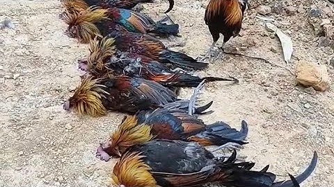 Qaib dib qaib qus tuaj zoo tiag li 17/11/2025