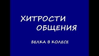 Хитрости общения. Белка в колесе. Новицкий Ян.