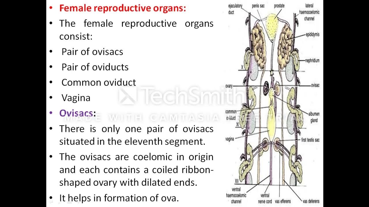 Female Reproductive System of Leech - YouTube