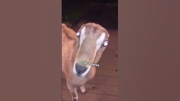 Thumbnail of Skin-walker Caught On Camera 😳