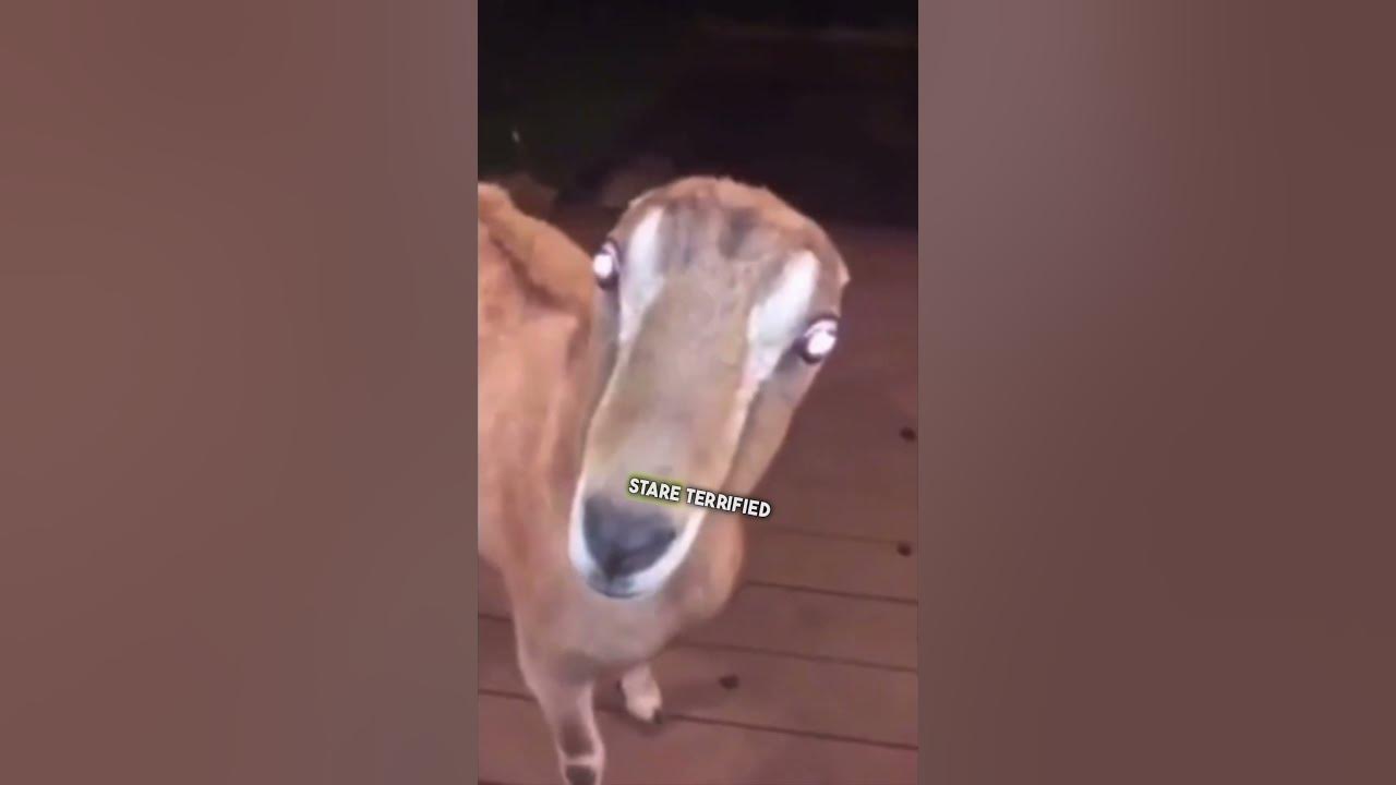 Skin-walker Caught On Camera 😳