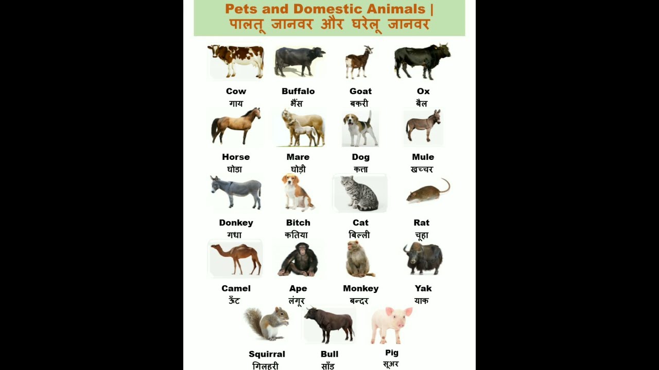 Pets And Domestic Animals Short