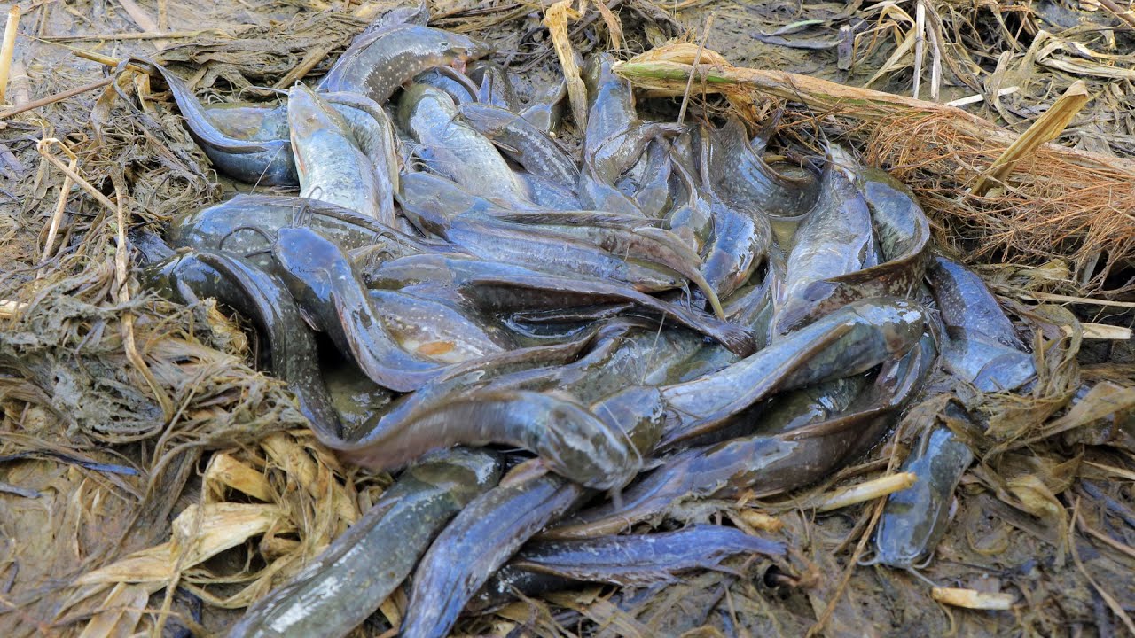 Amazing Girl Fishing A Lot Catfish In Mud By Hand