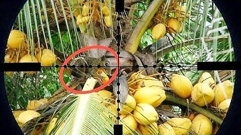 ⭐PEST CONTROL||berburu tupai_spot yang menjanjikan yg di sukai para bediler,,,