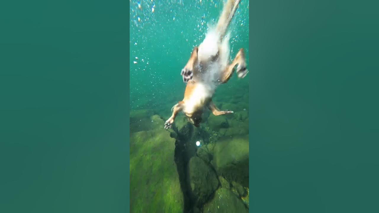 funny funny youtube videos do not try to laugh challenge videos the most funniest videos 11