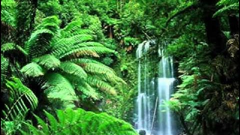 تلاوة مبكية بصوت ياسر الدوسري في تونس