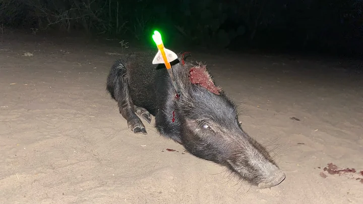 HOG HEADSHOT AT 10 YARDS!!