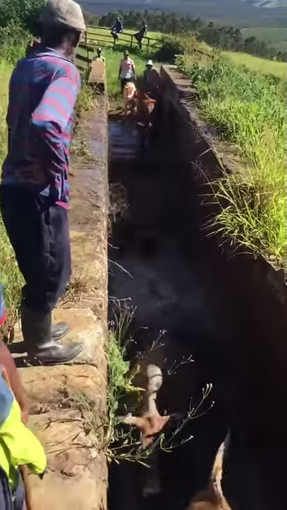 Izinkomo ziya ediphini