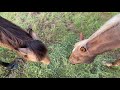 Forcing Horses To Eat On One Pile Of Hay - Ensuring Herd Harmony By Being Lead Horse
