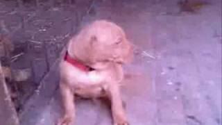 Feri Z Pavlovských Jelšín